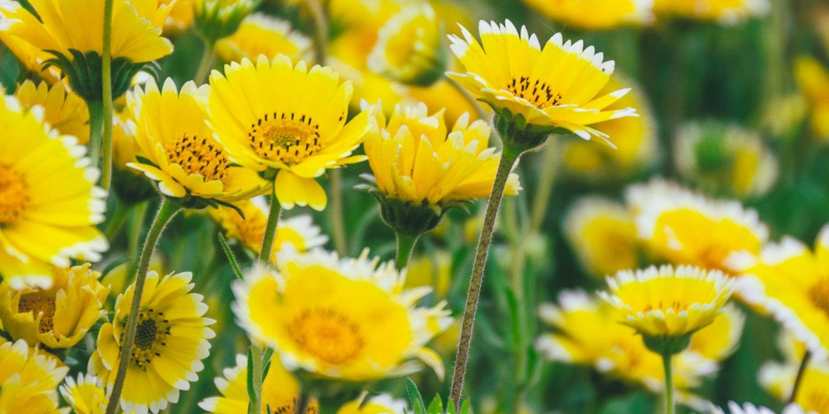 EZNPC How to Smash Fallout 76 Daily Quests for Rep Gold